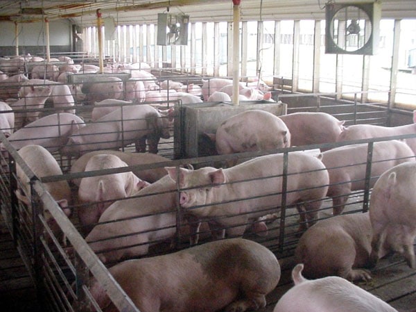 Finger weg von Supermarkt Grillfleisch - schweinemast massentierhaltung - 3 „CAFO hogs“ von USGS - http://toxics.usgs.gov/photo_gallery/photos/emer_cont/CAFO_hogs.jpg. Lizenziert unter Gemeinfrei über Wikimedia Commons