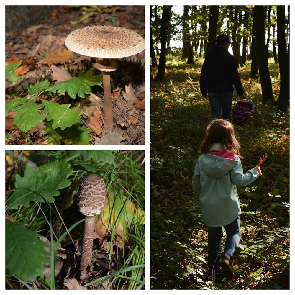Parasol finden, erkennen und genießen - lecker durch die Pilzsaison - parasol erkennen 15 - 5 Parasol finden, erkennen und genießen - lecker durch die Pilzsaison - parasol erkennen 15 - 4