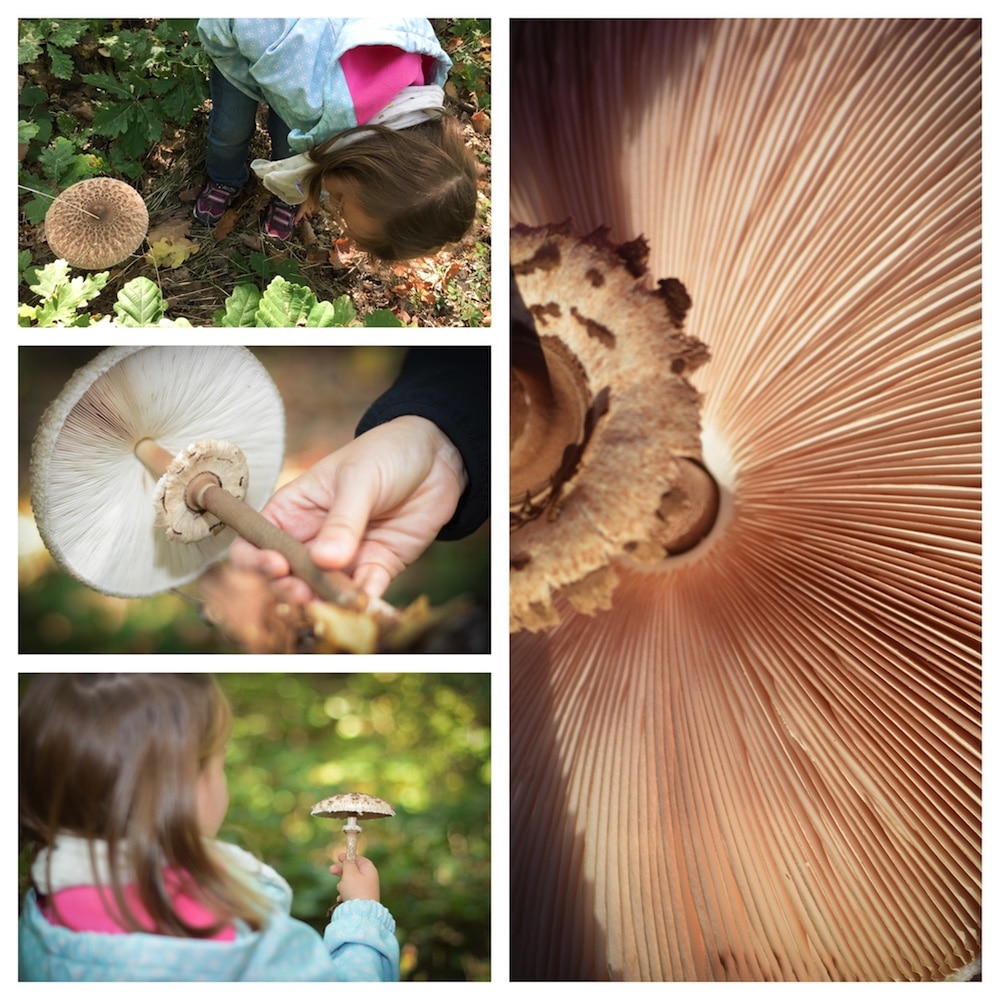 Parasol finden, erkennen und genießen - lecker durch die Pilzsaison - parasol sammeln - 3 Parasol erkennen , Merkmale Parasol