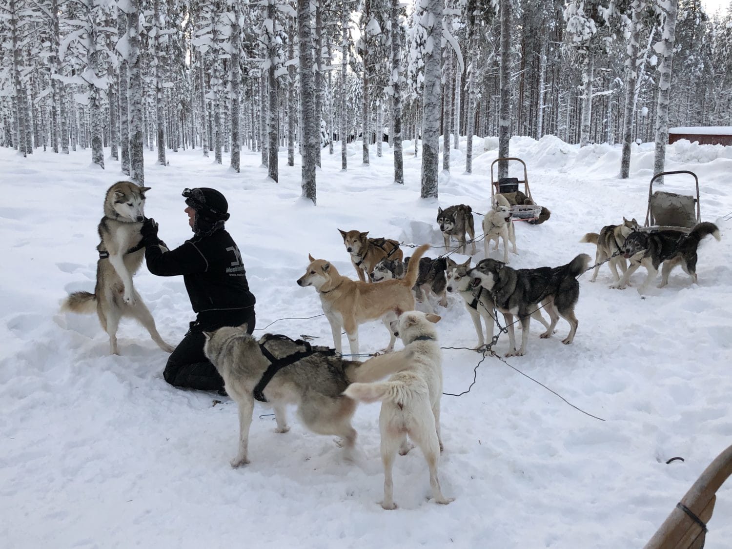 Extreme BBQ in der Wildnis von Lappland - Lappland 080 e1517254495965 - 61 Extreme BBQ in der Wildnis von Lappland - Lappland 080 e1517254495965 - 60