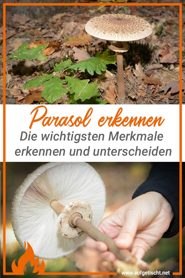 Parasol finden, erkennen und genießen - lecker durch die Pilzsaison - parasol erkennen - 14 Parasol finden, erkennen und genießen - lecker durch die Pilzsaison - parasol erkennen - 13