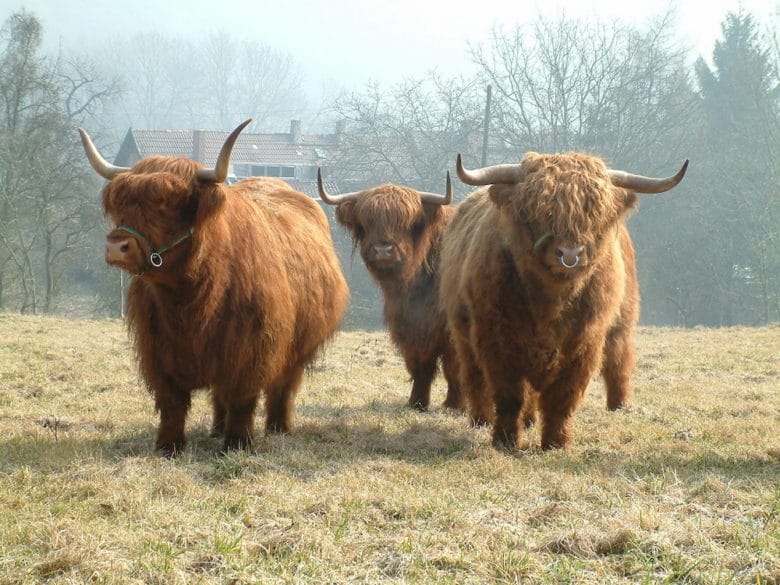 Rinderrassen - Alles was du über die wichtigsten Fleischrassen wissen solltest - schottisches hochlandrind - 14 Rinderrassen im Überblick: Schottisches Hochlandrind