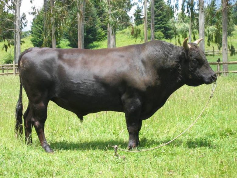 Rinderrassen - Alles was du über die wichtigsten Fleischrassen wissen solltest - wagyu rind - 8 Rinderrassen im Überblick: Wagyu Rind - Kobe Beef