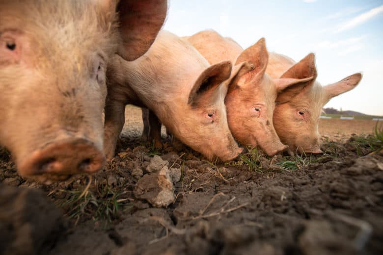 Schweinerassen – Alles was Du über die wichtigsten Rassen wissen solltest - deutsch landrasse schwein - 22 Schweinerassen - Deutsche Landrasse