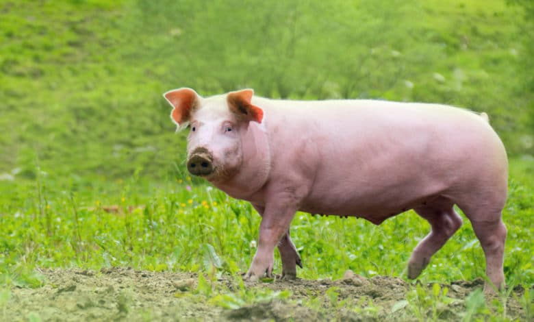 Schweinerassen – Alles was Du über die wichtigsten Rassen wissen solltest - deutsche landrasse - 19 Schweinerassen - Deutsche Landrasse