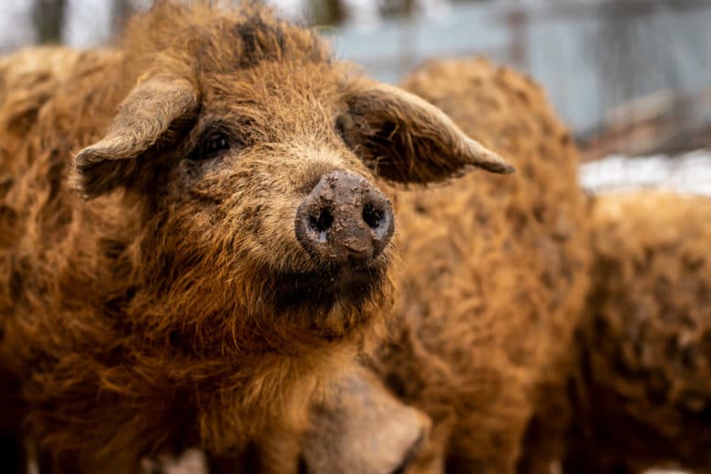 Schweinerassen – Alles was Du über die wichtigsten Rassen wissen solltest - mangalitza schwein - 8 Schweinerassen - Mangalitza Schwein