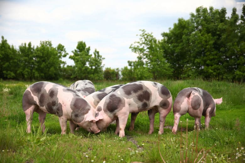 Schweinerassen – Alles was Du über die wichtigsten Rassen wissen solltest - pietrain schwein - 6 Schweinerassen - Das Pietrain Schwein