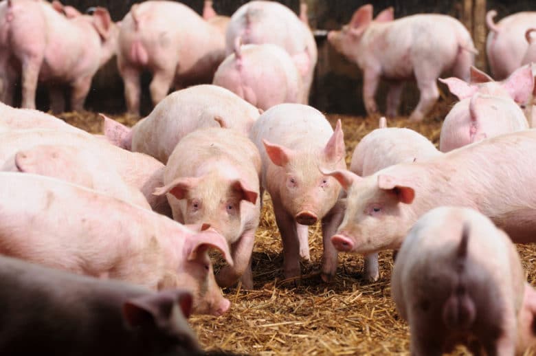 Schweinerassen – Alles was Du über die wichtigsten Rassen wissen solltest - strohschwein - 5 Schweinerassen - Das Edelschwein