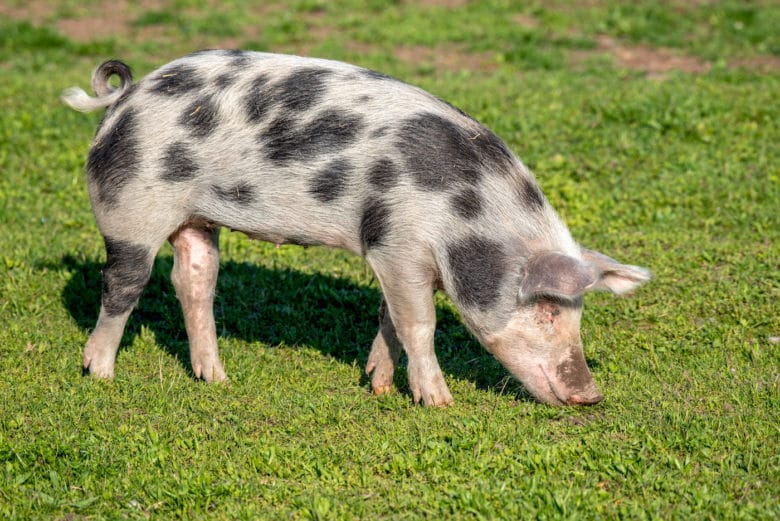 Schweinerassen – Alles was Du über die wichtigsten Rassen wissen solltest - turopolje schwein - 9 Schweinerassen - Turopolje Schwein