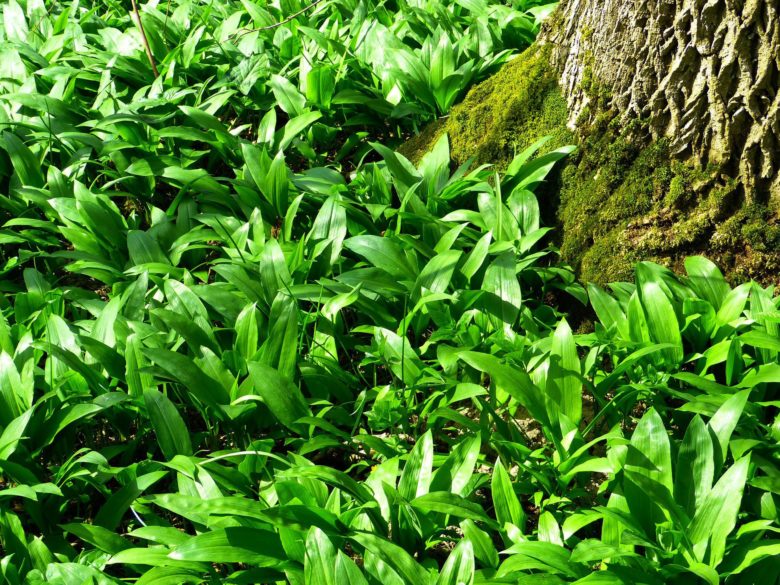 Saftige Bärlauchmuffins mit Pinienkernen - wild garlic g2c3095da7 1920 - 2 Frischer Bärlauch im Wald