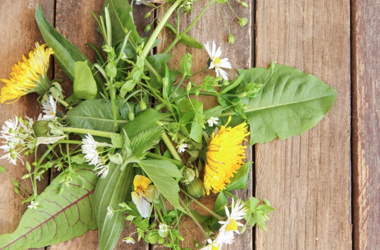 Wildkräuter Polenta mit pochiertem Ei - wildkraeuter geerntet - 5 Frische Wildkräuter aus der Nähe sammeln für die cremige Polenta mit pochiertem Ei