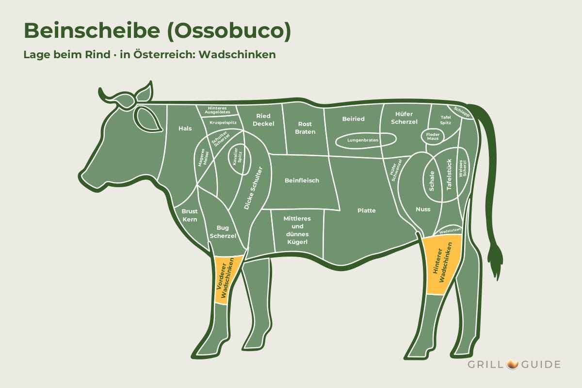 Beinscheibe (Ossobuco / Wadschinken) - fleischteile rind beinscheibe - 2 Lage der Beinscheibe beim Rind: vorderer und hinterer Wadschinken orange markiert