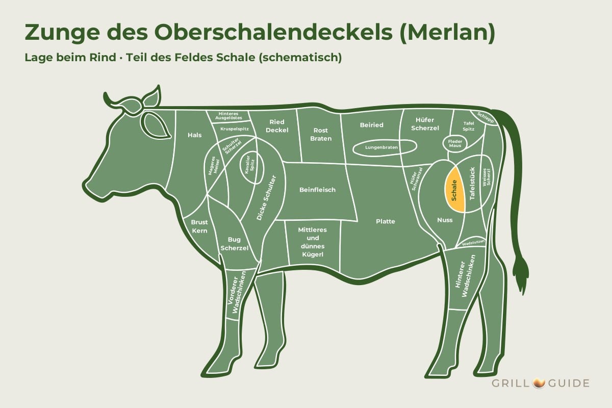 Zunge des Oberschalendeckels (Merlan) - fleischteile rind zunge des oberschalendeckels - 2 Lage der Zunge des Oberschalendeckels beim Rind